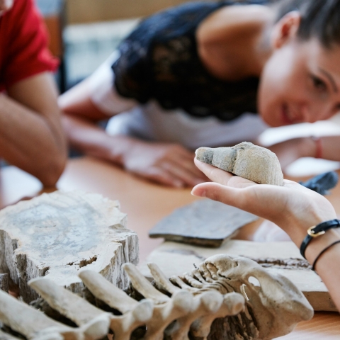 Students examining fossils in palaeontology lab