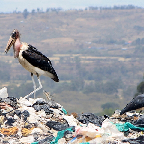 Stork standing on plastic