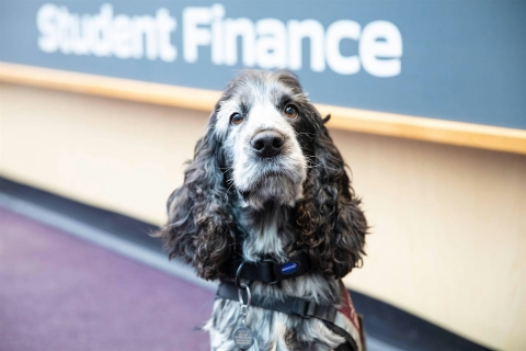 Pets as Therapy - Dog edition