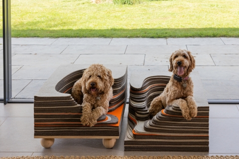 Two dogs sitting comfy in a kennel