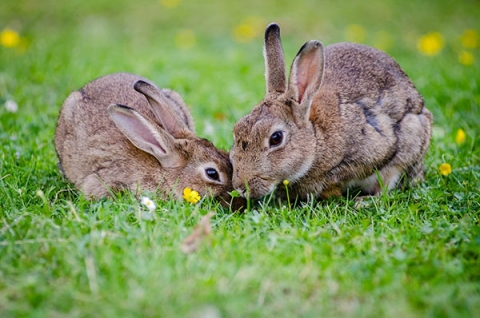 Easter bunnies