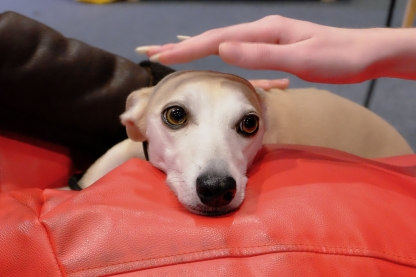 Low resolution images - not for print.
For exclusive use by the wellbeing team. Images not on brand.