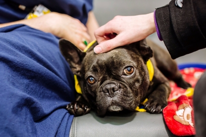 6th February 2019; Feel Good Festival