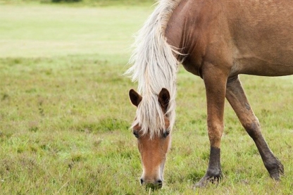 horse eating grass