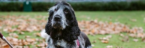 assistance dog standing in a field