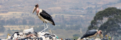 Stork standing on plastic