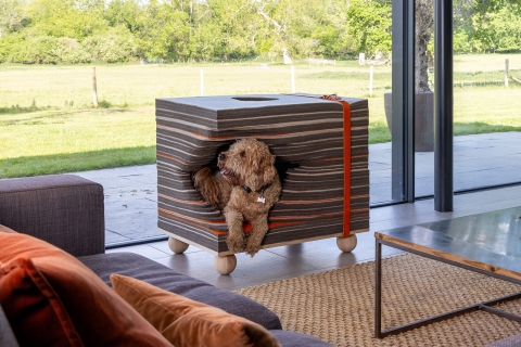 Dog in kennel