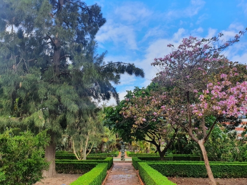 Conifer trees and trees with pink blossom in a a botanical garden