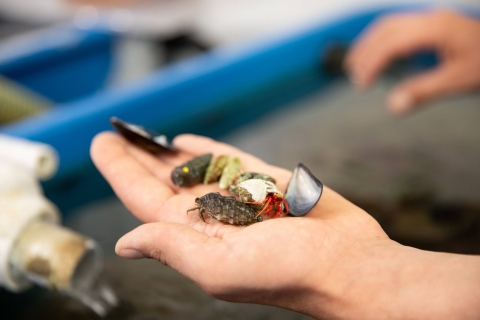 Assortment of bugs in the palm of a hand 