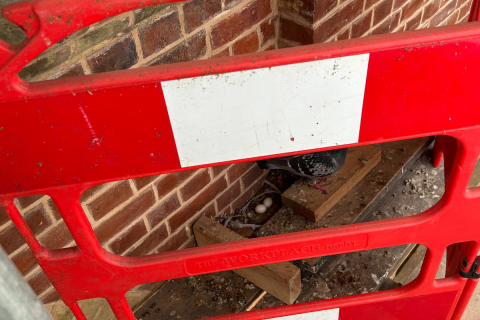 A nesting pigeon and her eggs protected by barriers 