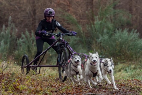 Siberian Husky Racing