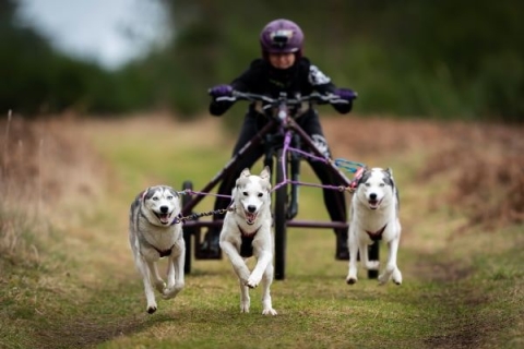 Siberian Husky Racing