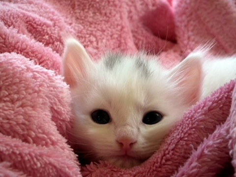 White kitten