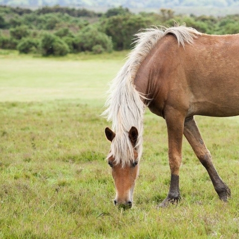 horse in a field eating grass