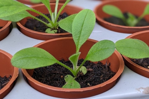 Seedlings in pots