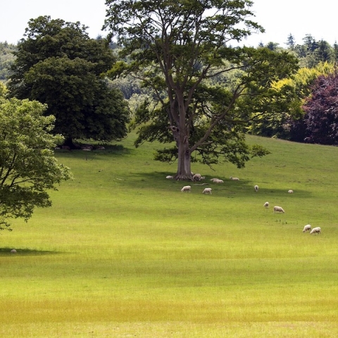 south downs national park scenic shot