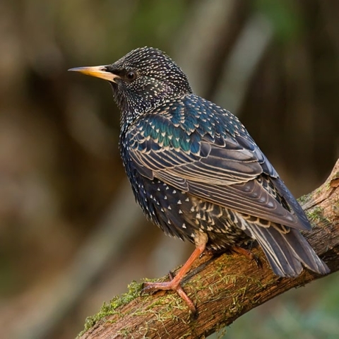 Starling bird in park