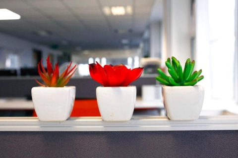 Three plant pors with flowers in