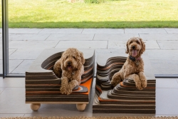 Two dogs sitting comfy in a kennel