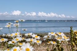 Flowers on the beach on a sunny day with boats in the background